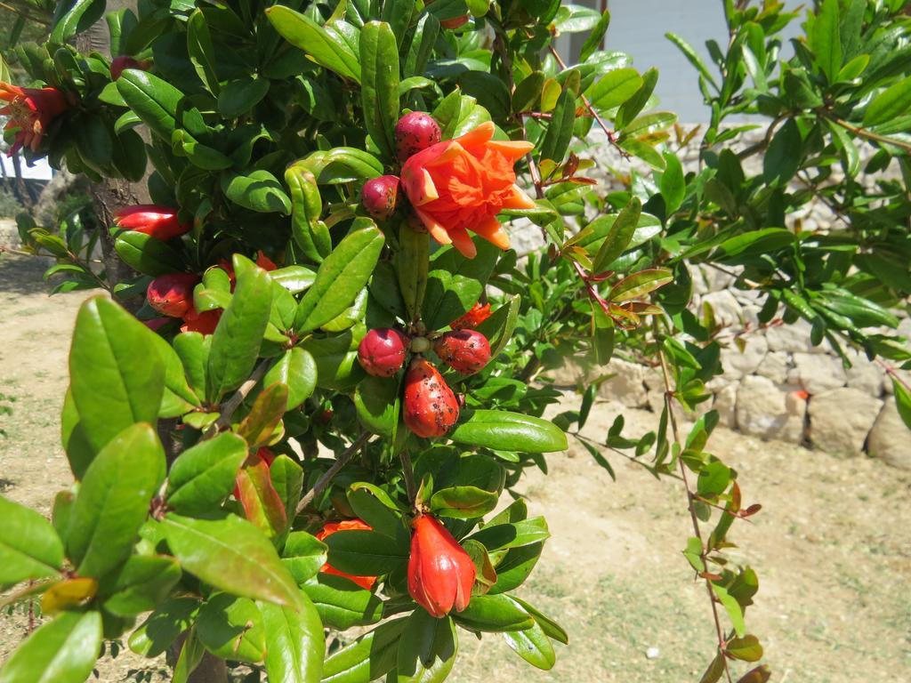 Camping Fiori Di 노토 외부 사진