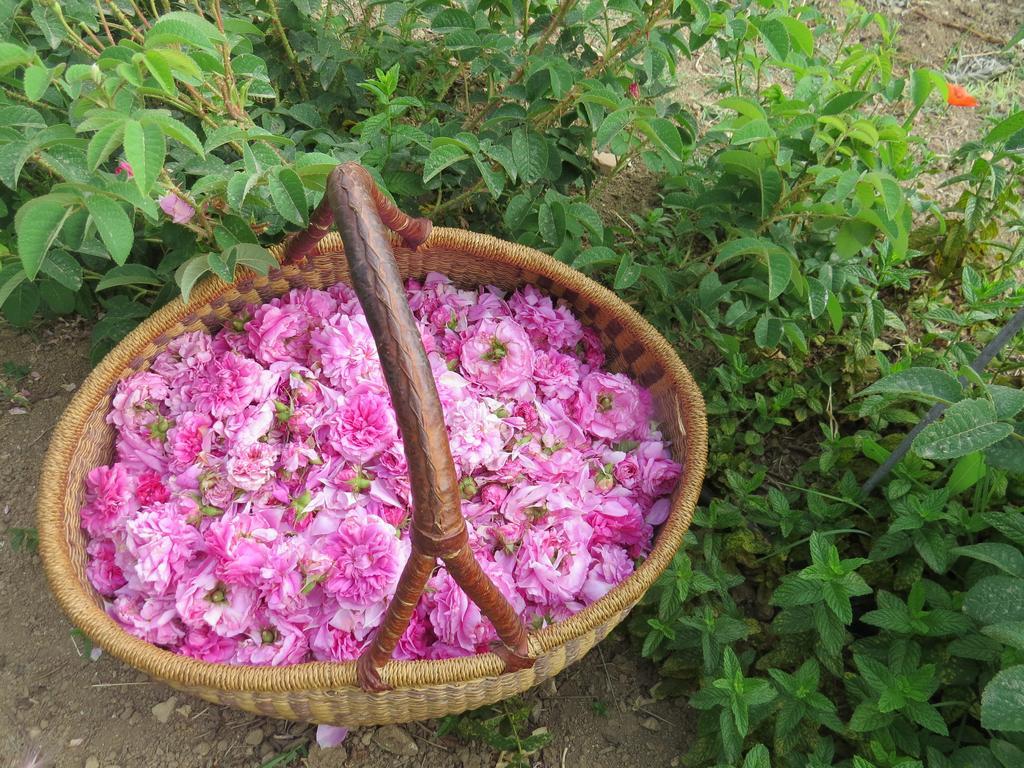 Camping Fiori Di 노토 외부 사진